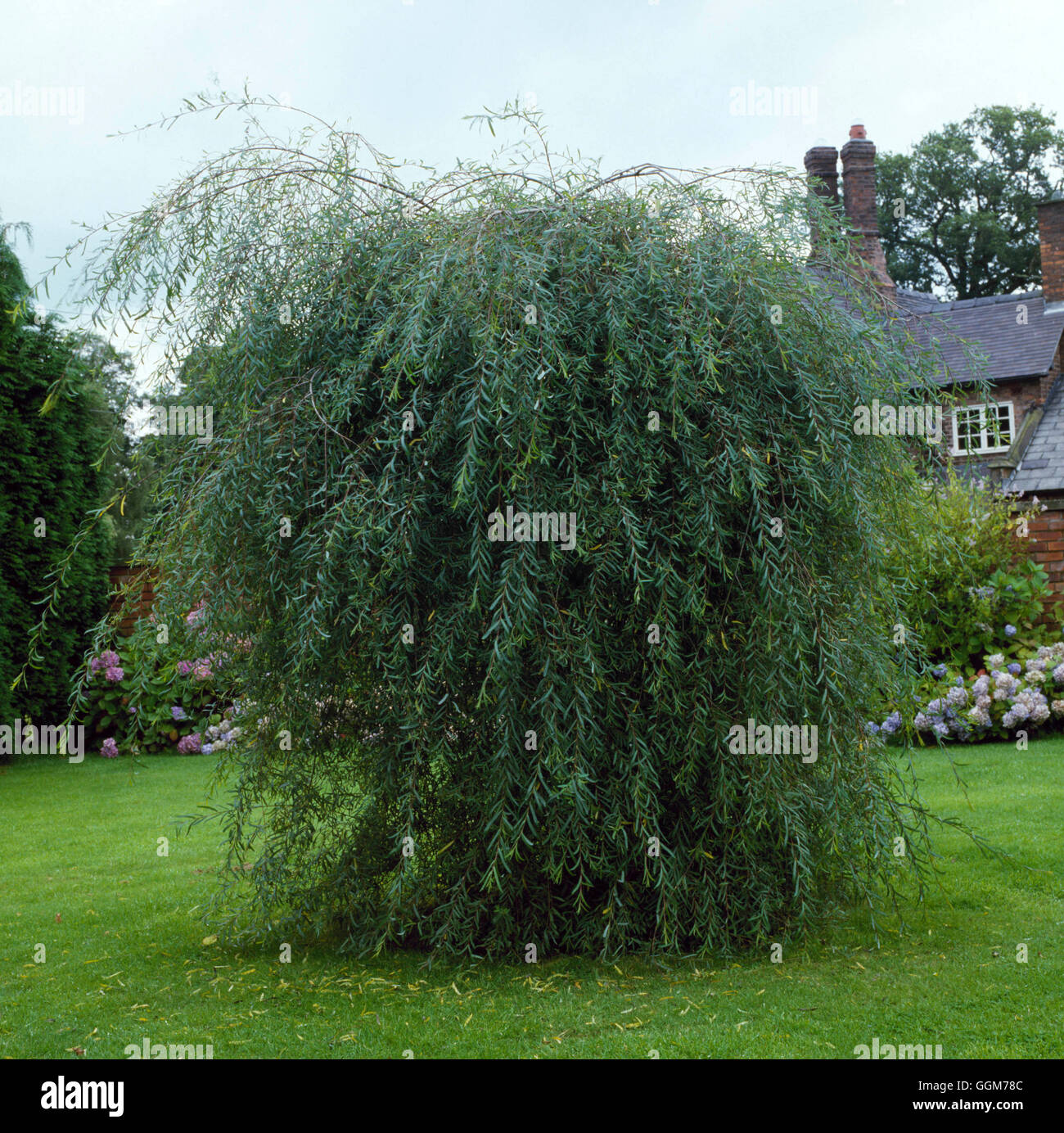 Salix pupurea - `Pendula' AGM   TRS024313 Stock Photo
